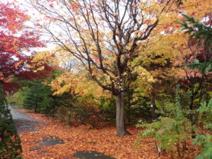 ヤマモミジ　散る